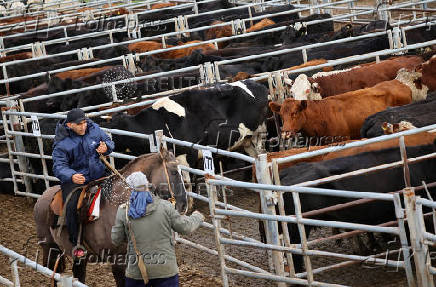 Where's the beef? Argentine steak exports slide as strong peso inflates costs