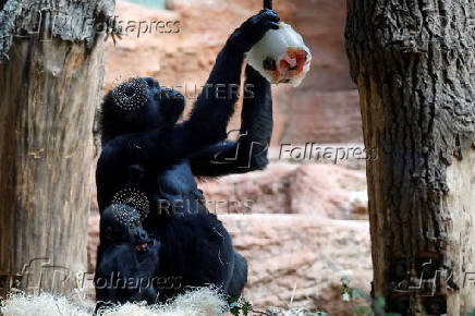 Prague zoo keeps animals cool with ice cream