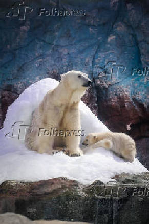 Ursa polar Nur, que nasceu no aquário de São Paulo