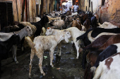 Goats for sale are seen inside a livestock market ahead of the Eid al-Adha festival in Kolkata