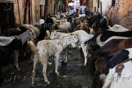 Goats for sale are seen inside a livestock market ahead of the Eid al-Adha festival in Kolkata