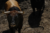 Ganaderías en los Corrales del Gas