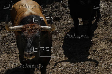 Ganaderías en los Corrales del Gas