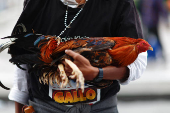 “El gallo nace para pelear”, exclaman miles de mexicanos en defensa de esta tradición