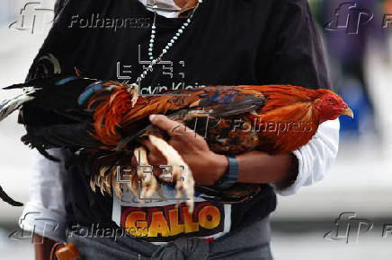 “El gallo nace para pelear”, exclaman miles de mexicanos en defensa de esta tradición