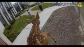 Fawn caught on camera trying to break into Coweta County jail, in Georgia