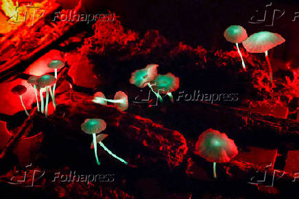 Cogumelos Bioluminescentes na Mata Atlântica em Iporanga