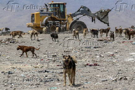 Kabul's stray dog population on the rise