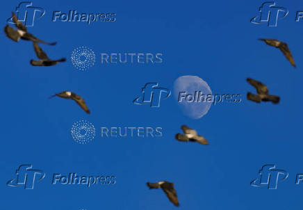 Birds fly past as the moon sets  in Cape Town