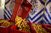 A worker transfers apricots collected from the trees during the harvest season, in Al Qalyubia Governorate