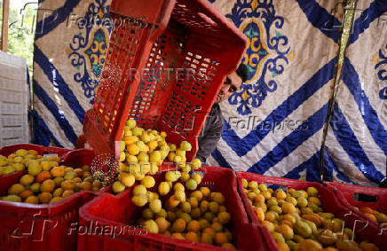 A worker transfers apricots collected from the trees during the harvest season, in Al Qalyubia Governorate