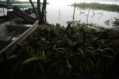 AMAZONAS, CHEIA DO RIO SOLIMOES
