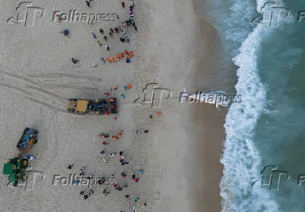 Filhote de baleia Jubarte morto, encalha na praia de São Conrado, no Rio de Janeiro