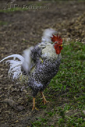 Galinhas, galos e pintinhos EM pasto de compostagem em SJC