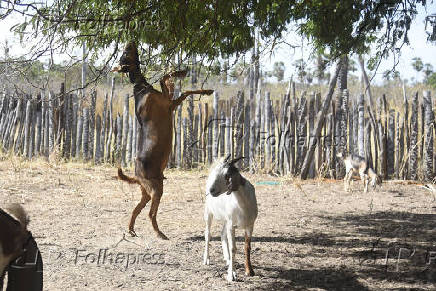 Agropecuaria
