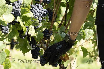 First harvest of grapes in renowned wine-growing region in Italy