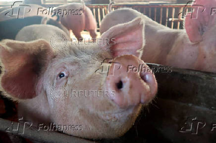 FILE PHOTO: China's big feed shift to curb soybean imports, strain small farmers