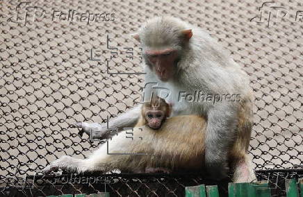 Monsoon rain in Delhi Zoo
