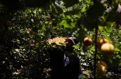 A worker carries apricots collected from the trees during the harvest season, in Al Qalyubia Governorate