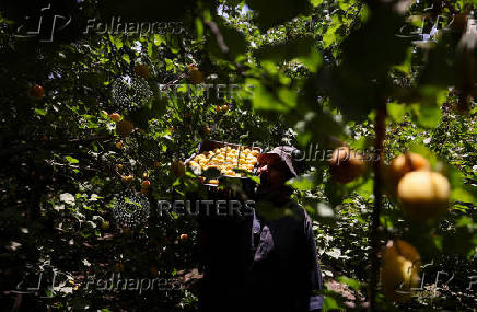 A worker carries apricots collected from the trees during the harvest season, in Al Qalyubia Governorate