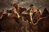 Livestock market in Karachi ahead of Eid al-Adha