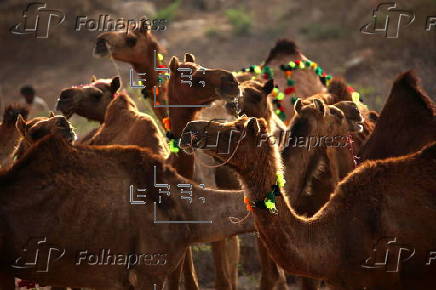 Livestock market in Karachi ahead of Eid al-Adha