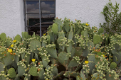 Opuntia cactus bloom outside a shop in Marfa