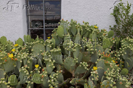 Opuntia cactus bloom outside a shop in Marfa