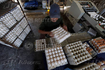 FILE PHOTO: US government sues California over egg prices