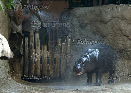 Mini hippo Toni gets a refreshing shower during the ongoing heatwave at the zoo in Berlin