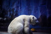 Ursa polar Nur, que nasceu no aquário de São Paulo