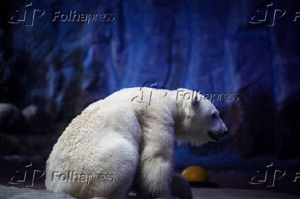 Ursa polar Nur, que nasceu no aquário de São Paulo
