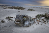Marine life in South Australia harmed by a toxic algal bloom