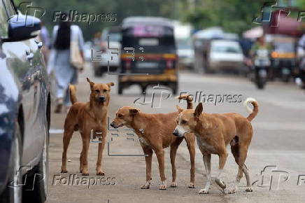 Supreme Court orders to move all stray dogs from Delhi-NCR to animal shelters
