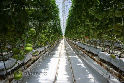 U.S. Government imposes 17% tariff on Mexican fresh tomatoes