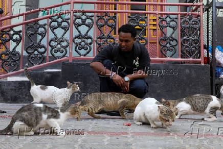 Somali man defies taboo to care for Mogadishu's stray dogs and cats