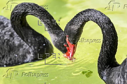Cisnes negros en el Zoo de Sosto en Hungría