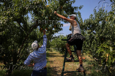 Trump tariffs worry Greek peach producers