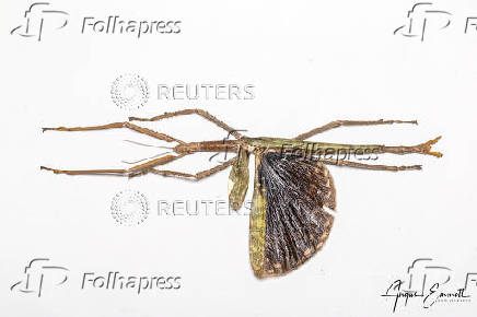 Handout image of a new stick insect species discovered in Queensland