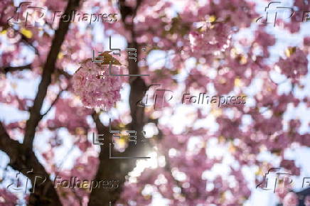 Cherry blossoms in Zurich
