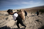Damascene rose harvest in Syria