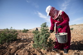 Damascene rose harvest in Syria