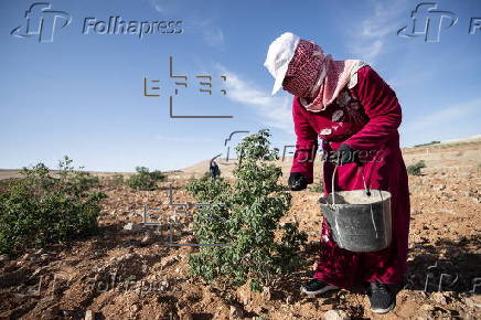 Damascene rose harvest in Syria