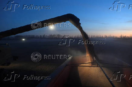 FILE PHOTO: FILE PHOTO: Wheat harvesting in Omsk region