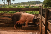 Fazenda de criação de porcos em São José do Rio Pardo, em SP
