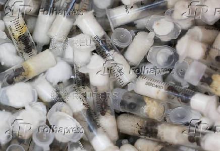 Samples of garden ants concealed in syringes are presented to court as two Belgian nationals, a Vietnamese and a Kenyan national appeared for the hearing of their case, in Nairobi