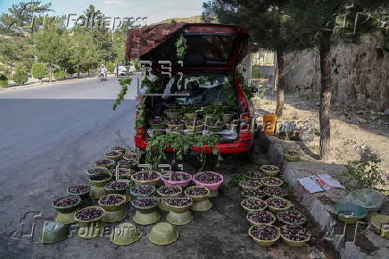 Mulberry seasonal fruit sales