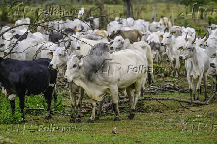 Gado de corte é manejado em pasto em São José dos Campos
