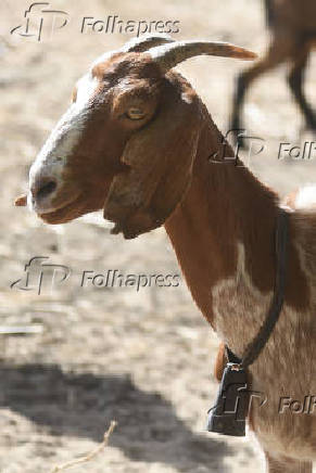 Agropecuaria