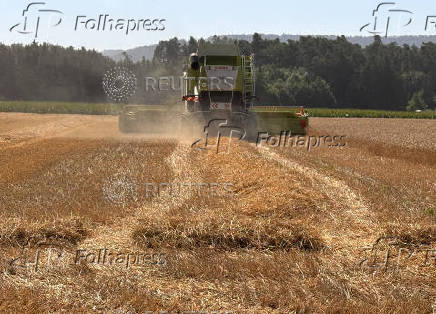 A farmer mows wheat with a harvester in a field near Seligenstadt